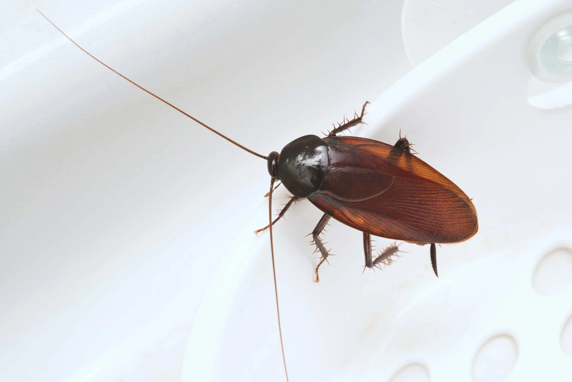 صورة صراصير